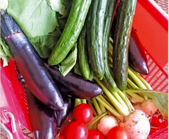 アメリカで頑張る日本野菜農園