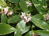 沈丁花